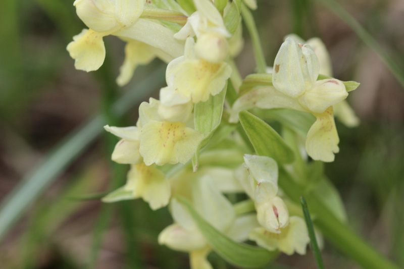 mani giunte e corna - Dactylorhiza sambucina